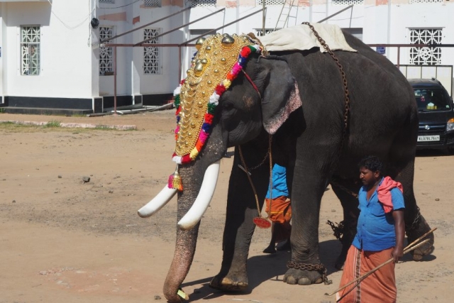 Festlich geschmückter Elefant