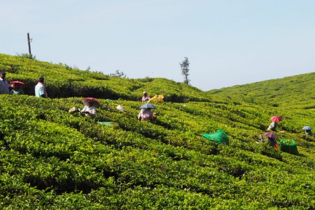 Teepflückerinnen auf der Plantage
